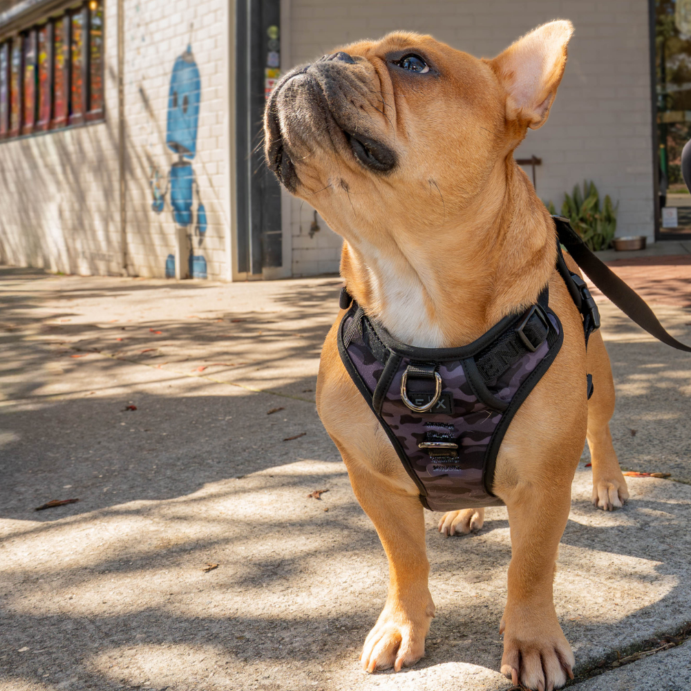 FX Flex Harness