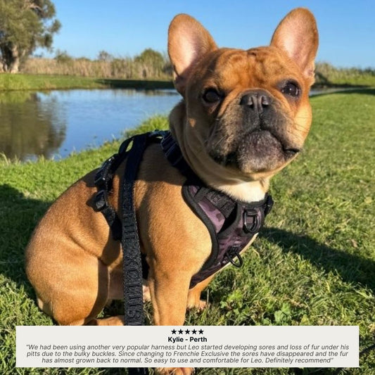 FX Flex Harness