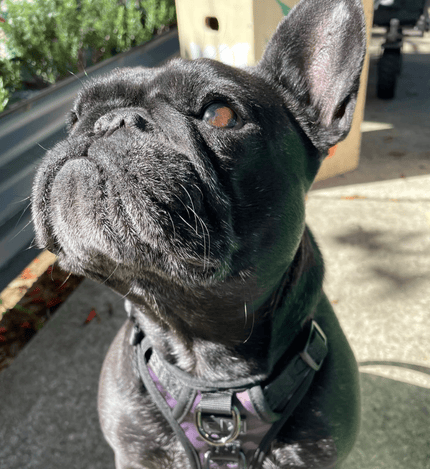 French Bulldog Harness and dog walking bag